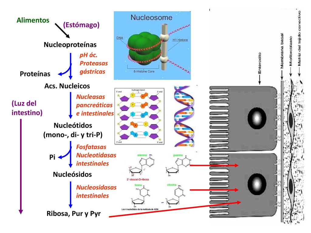 Nucleótidos (mono-, di- y tri-P) Nucleósidos Ribosa, Pur y Pyr