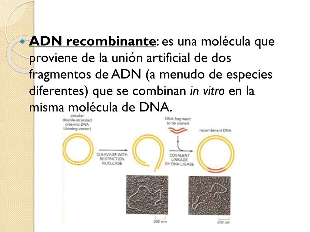 ADN recombinante: es una molécula que proviene de la unión artificial de dos fragmentos de ADN (a menudo de especies diferentes) que se combinan in vitro en la misma molécula de DNA.