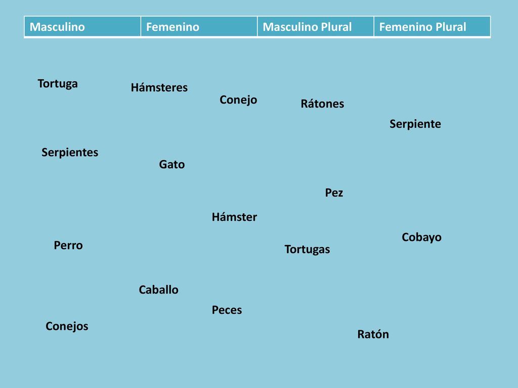 Masculino Femenino. Masculino Plural. Femenino Plural. Tortuga. Hámsteres. Conejo. Rátones. Serpiente.