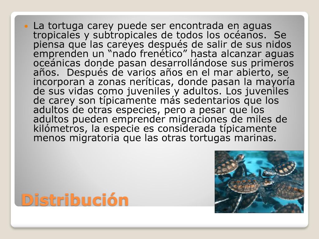 La tortuga carey puede ser encontrada en aguas tropicales y subtropicales de todos los océanos. Se piensa que las careyes después de salir de sus nidos emprenden un nado frenético hasta alcanzar aguas oceánicas donde pasan desarrollándose sus primeros años. Después de varios años en el mar abierto, se incorporan a zonas neríticas, donde pasan la mayoría de sus vidas como juveniles y adultos. Los juveniles de carey son típicamente más sedentarios que los adultos de otras especies, pero a pesar que los adultos pueden emprender migraciones de miles de kilómetros, la especie es considerada típicamente menos migratoria que las otras tortugas marinas.