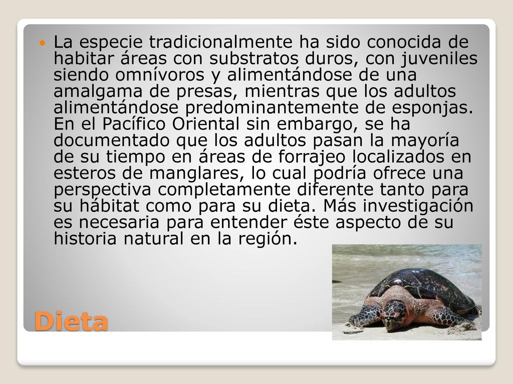 La especie tradicionalmente ha sido conocida de habitar áreas con substratos duros, con juveniles siendo omnívoros y alimentándose de una amalgama de presas, mientras que los adultos alimentándose predominantemente de esponjas. En el Pacífico Oriental sin embargo, se ha documentado que los adultos pasan la mayoría de su tiempo en áreas de forrajeo localizados en esteros de manglares, lo cual podría ofrece una perspectiva completamente diferente tanto para su hábitat como para su dieta. Más investigación es necesaria para entender éste aspecto de su historia natural en la región.