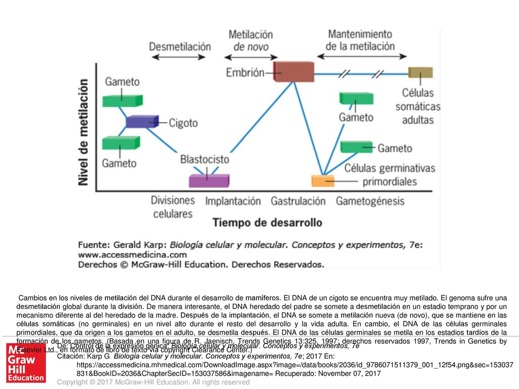 Cambios en los niveles de metilación del DNA durante el desarrollo de mamíferos. El DNA de un cigoto se encuentra muy metilado. El genoma sufre una desmetilación global durante la división. De manera interesante, el DNA heredado del padre se somete a desmetilación en un estadio temprano y por un mecanismo diferente al del heredado de la madre. Después de la implantación, el DNA se somete a metilación nueva (de novo), que se mantiene en las células somáticas (no germinales) en un nivel alto durante el resto del desarrollo y la vida adulta. En cambio, el DNA de las células germinales primordiales, que da origen a los gametos en el adulto, se desmetila después. El DNA de las células germinales se metila en los estadios tardíos de la formación de los gametos. (Basada en una figura de R. Jaenisch, Trends Genetics 13:325, 1997; derechos reservados 1997, Trends in Genetics by Elsevier Ltd., en formato de libro de texto vía copyright Clearance Center.)