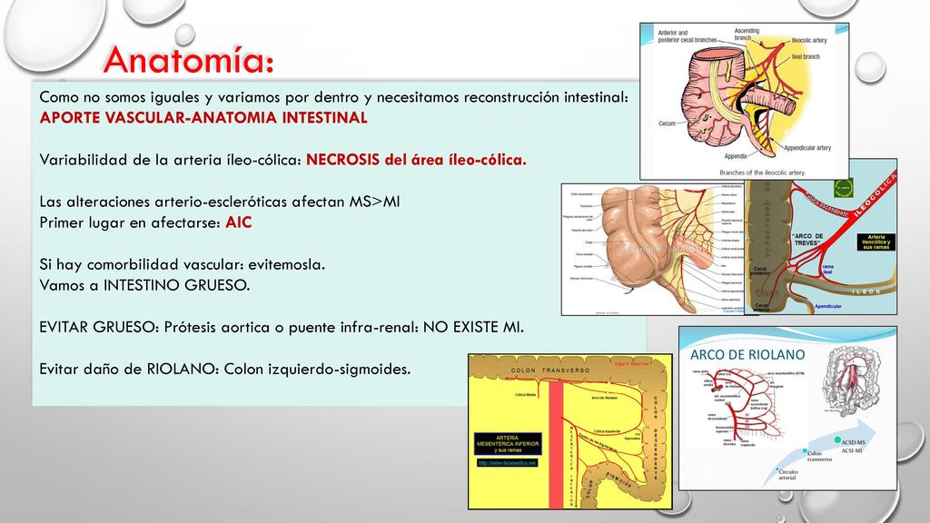Anatomía: Como no somos iguales y variamos por dentro y necesitamos reconstrucción intestinal: APORTE VASCULAR-ANATOMIA INTESTINAL.