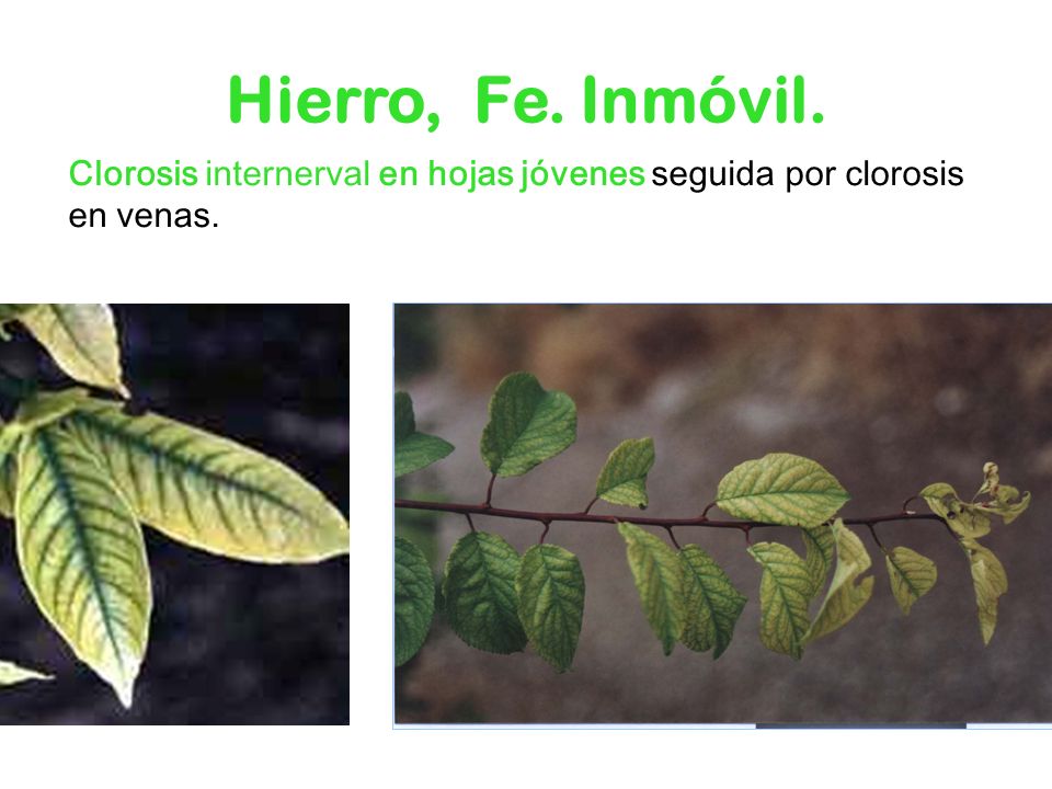 Hierro, Fe. Inmóvil. Clorosis internerval en hojas jóvenes seguida por clorosis en venas.