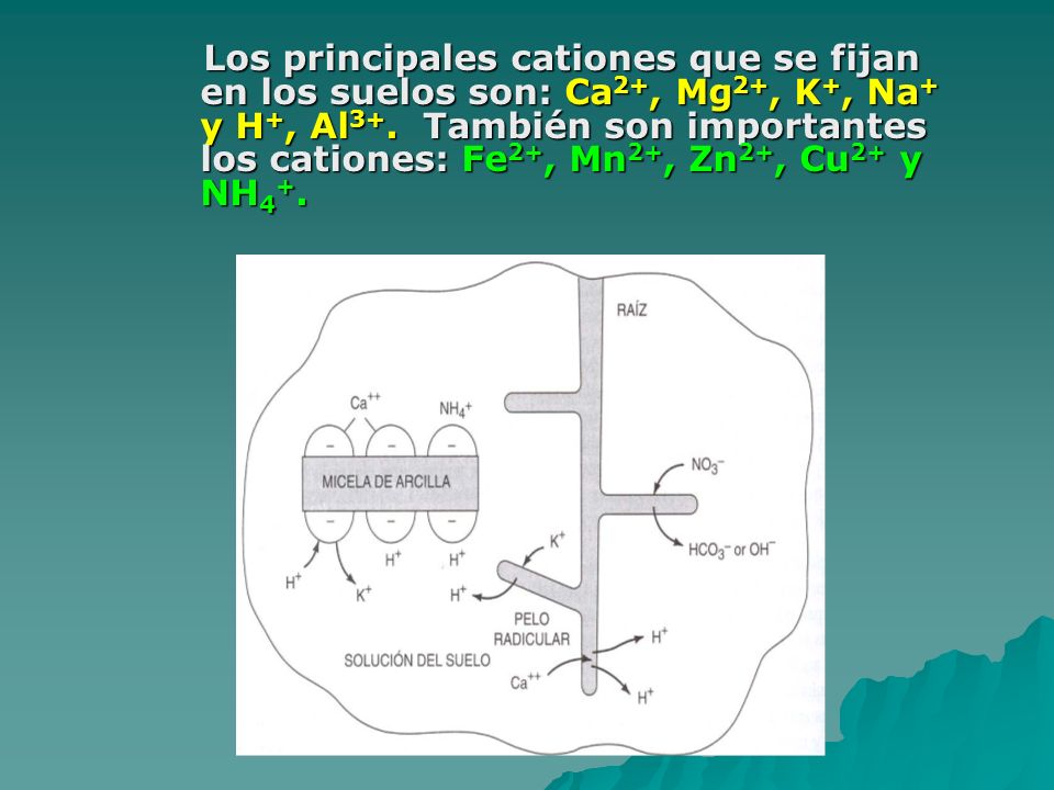 Los principales cationes que se fijan en los suelos son: Ca2+, Mg2+, K+, Na+ y H+, Al3+.