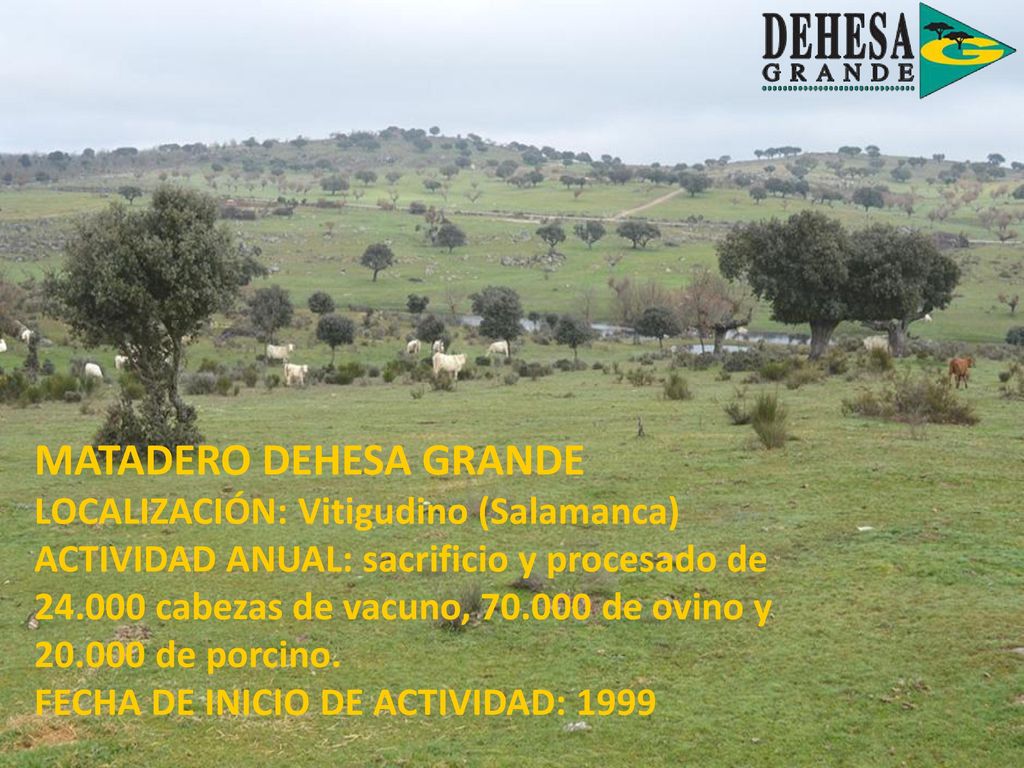 MATADERO DEHESA GRANDE LOCALIZACIÓN: Vitigudino (Salamanca) ACTIVIDAD ANUAL: sacrificio y procesado de cabezas de vacuno, de ovino y de porcino.