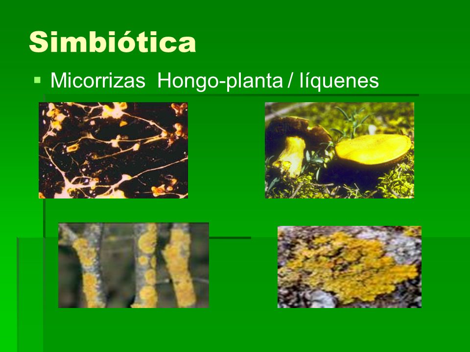 Simbiótica Micorrizas Hongo-planta / líquenes