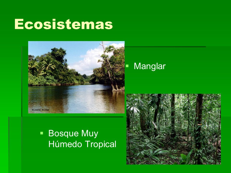 Ecosistemas Manglar Bosque Muy Húmedo Tropical