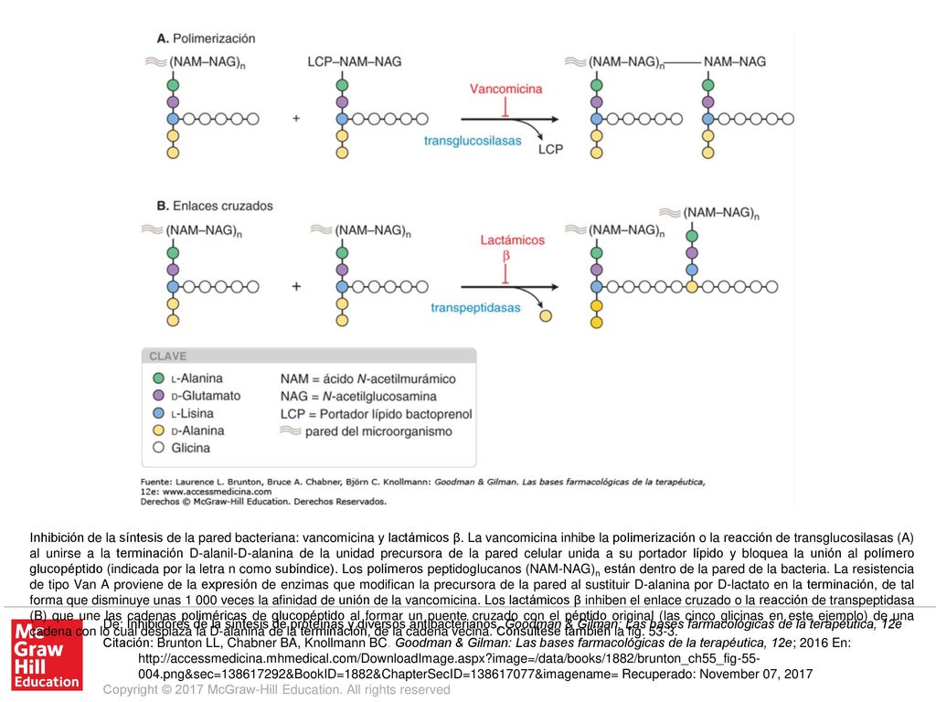 Inhibición de la síntesis de la pared bacteriana: vancomicina y lactámicos β. La vancomicina inhibe la polimerización o la reacción de transglucosilasas (A) al unirse a la terminación D-alanil-D-alanina de la unidad precursora de la pared celular unida a su portador lípido y bloquea la unión al polímero glucopéptido (indicada por la letra n como subíndice). Los polímeros peptidoglucanos (NAM-NAG)n están dentro de la pared de la bacteria. La resistencia de tipo Van A proviene de la expresión de enzimas que modifican la precursora de la pared al sustituir D-alanina por D-lactato en la terminación, de tal forma que disminuye unas veces la afinidad de unión de la vancomicina. Los lactámicos β inhiben el enlace cruzado o la reacción de transpeptidasa (B) que une las cadenas poliméricas de glucopéptido al formar un puente cruzado con el péptido original (las cinco glicinas en este ejemplo) de una cadena con lo cual desplaza la D-alanina de la terminación, de la cadena vecina. Consúltese también la fig