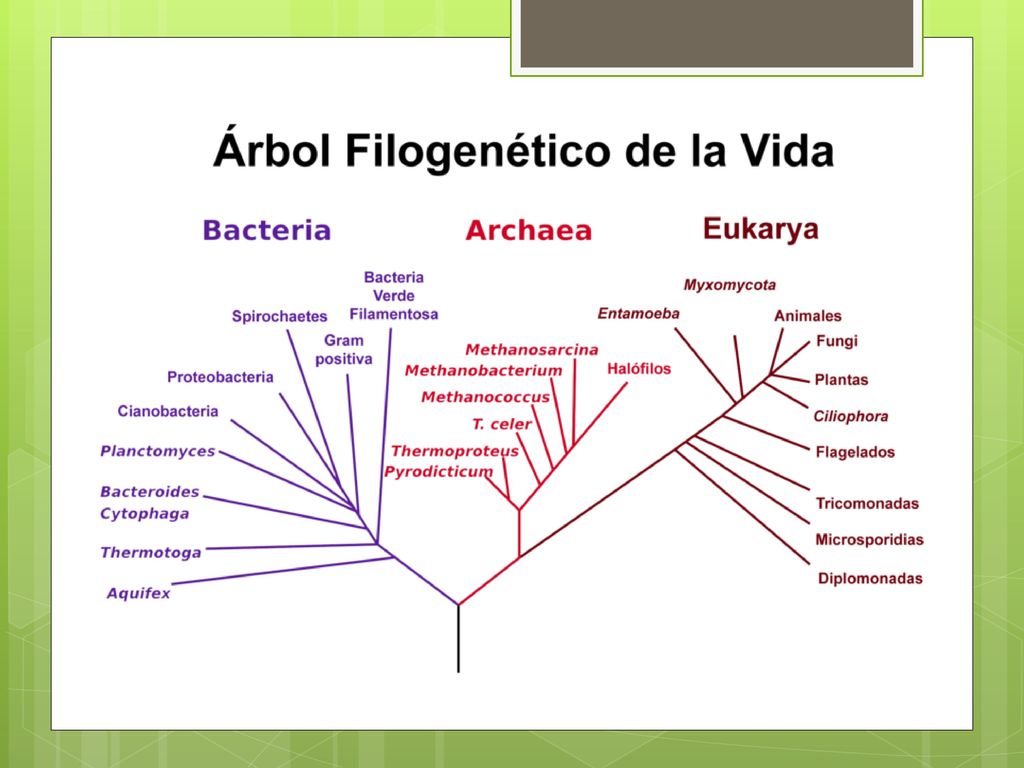La filogenética se ocupa de determinar la filogenia, y consiste en el estudio de las relaciones evolutivas entre diferentes grupos de organismos, utilizando matrices de información de moléculas de ADN y de morfología.2 Con esta información se establecen los árboles filogenéticos, base de la clasificación filogenética.