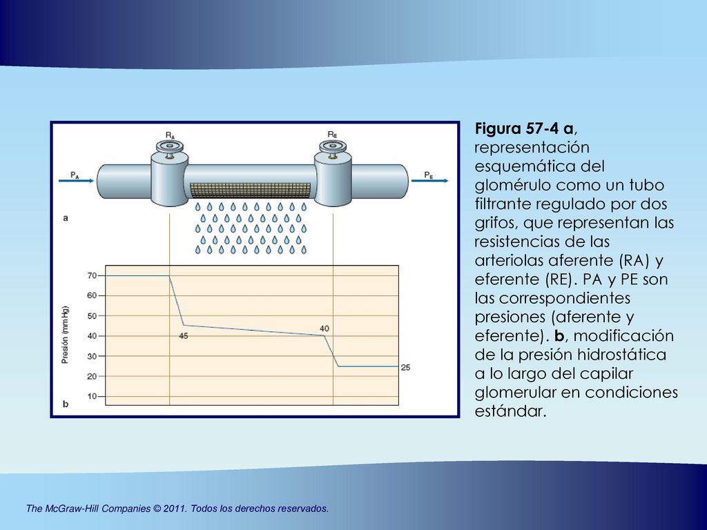 Figura 57-4 a, representación esquemática del glomérulo como un tubo filtrante regulado por dos grifos, que representan las resistencias de las arteriolas aferente (RA) y eferente (RE).