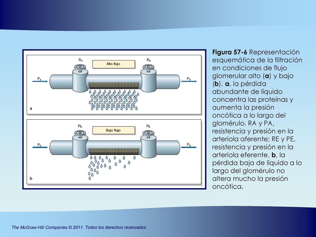 Figura 57-6 Representación esquemática de la filtración en condiciones de flujo glomerular alto (a) y bajo (b).