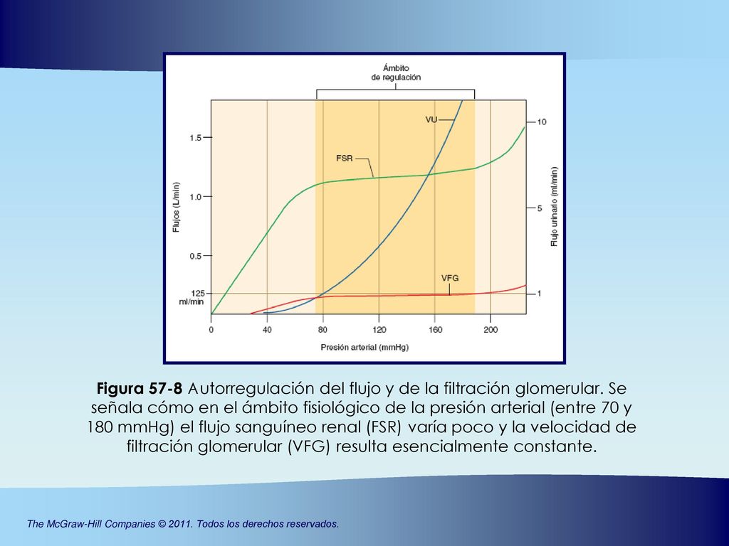 Figura 57-8 Autorregulación del flujo y de la filtración glomerular. Se