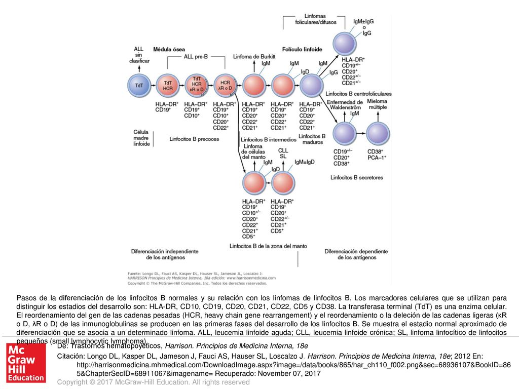 Pasos de la diferenciación de los linfocitos B normales y su relación con los linfomas de linfocitos B. Los marcadores celulares que se utilizan para distinguir los estadios del desarrollo son: HLA-DR, CD10, CD19, CD20, CD21, CD22, CD5 y CD38. La transferasa terminal (TdT) es una enzima celular. El reordenamiento del gen de las cadenas pesadas (HCR, heavy chain gene rearrangement) y el reordenamiento o la deleción de las cadenas ligeras (κR o D, λR o D) de las inmunoglobulinas se producen en las primeras fases del desarrollo de los linfocitos B. Se muestra el estadio normal aproximado de diferenciación que se asocia a un determinado linfoma. ALL, leucemia linfoide aguda; CLL, leucemia linfoide crónica; SL, linfoma linfocítico de linfocitos pequeños (small lymphocytic lymphoma).