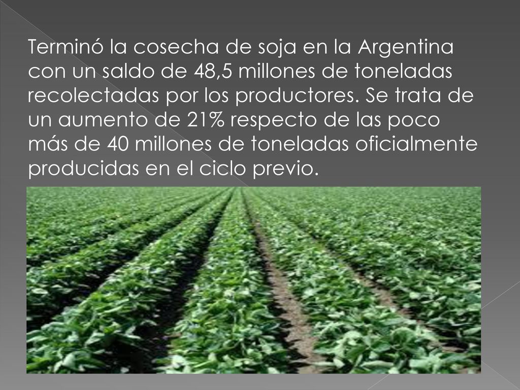 Terminó la cosecha de soja en la Argentina con un saldo de 48,5 millones de toneladas recolectadas por los productores.