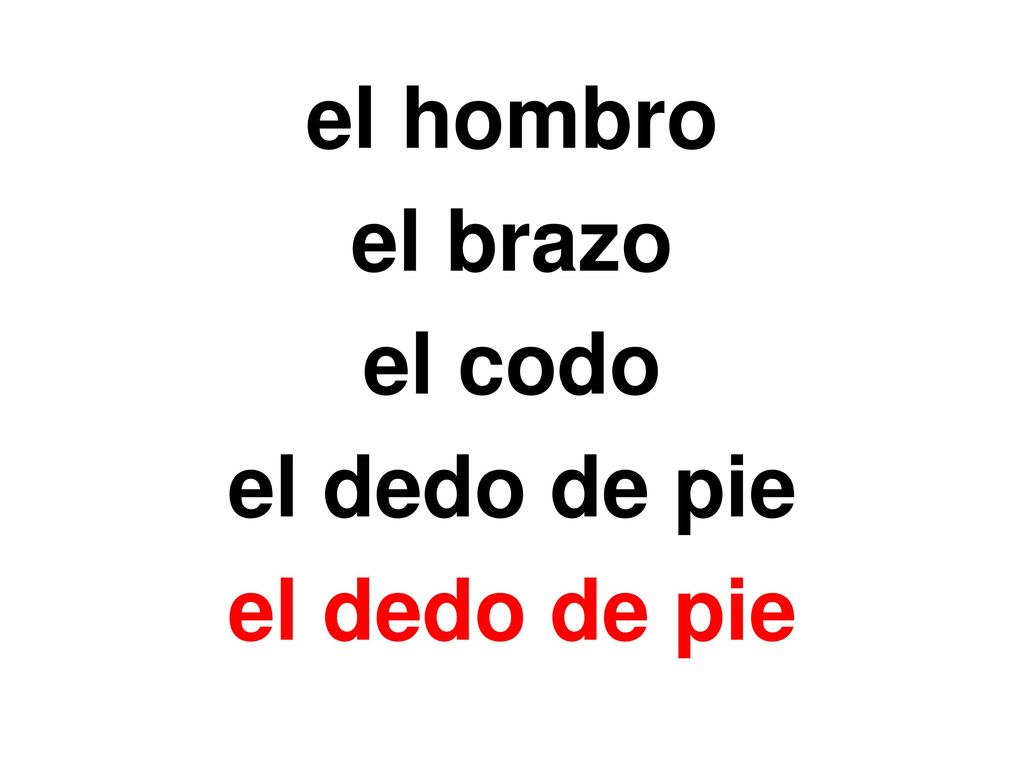 el hombro el brazo el codo el dedo de pie