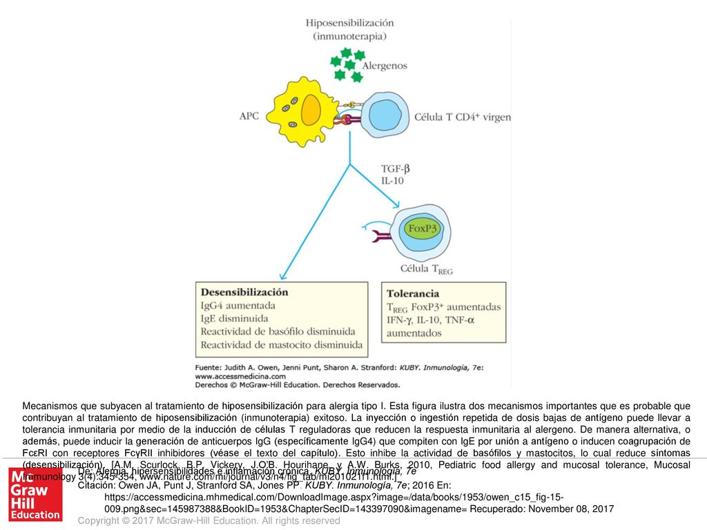 Mecanismos que subyacen al tratamiento de hiposensibilización para alergia tipo I. Esta figura ilustra dos mecanismos importantes que es probable que contribuyan al tratamiento de hiposensibilización (inmunoterapia) exitoso. La inyección o ingestión repetida de dosis bajas de antígeno puede llevar a tolerancia inmunitaria por medio de la inducción de células T reguladoras que reducen la respuesta inmunitaria al alergeno. De manera alternativa, o además, puede inducir la generación de anticuerpos IgG (específicamente IgG4) que compiten con IgE por unión a antígeno o inducen coagrupación de FcεRI con receptores FcγRII inhibidores (véase el texto del capítulo). Esto inhibe la actividad de basófilos y mastocitos, lo cual reduce síntomas (desensibilización). [A.M. Scurlock, B.P. Vickery, J.O’B. Hourihane, y A.W. Burks, 2010, Pediatric food allergy and mucosal tolerance, Mucosal Immunology 3(4): ,