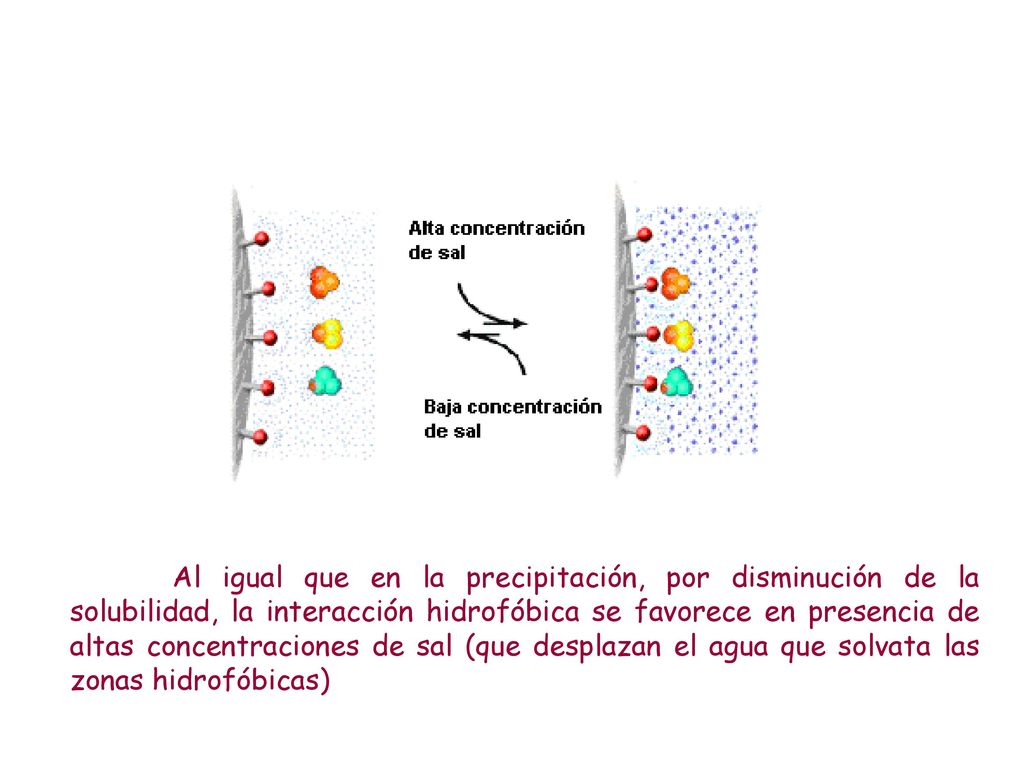 Al igual que en la precipitación, por disminución de la solubilidad, la interacción hidrofóbica se favorece en presencia de altas concentraciones de sal (que desplazan el agua que solvata las zonas hidrofóbicas)