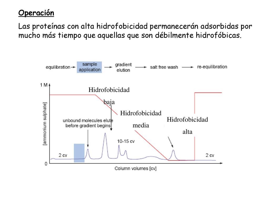 Operación Las proteínas con alta hidrofobicidad permanecerán adsorbidas por mucho más tiempo que aquellas que son débilmente hidrofóbicas.