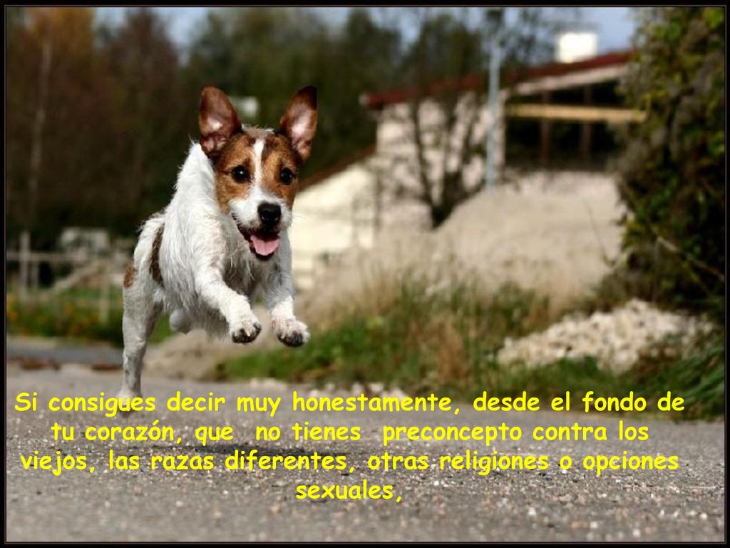 Si consigues decir muy honestamente, desde el fondo de tu corazón, que no tienes preconcepto contra los viejos, las razas diferentes, otras religiones o opciones sexuales,