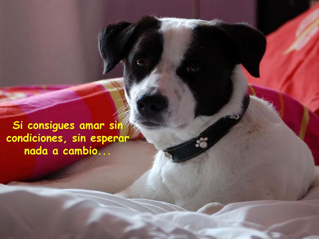 Si consigues amar sin condiciones, sin esperar nada a cambio...