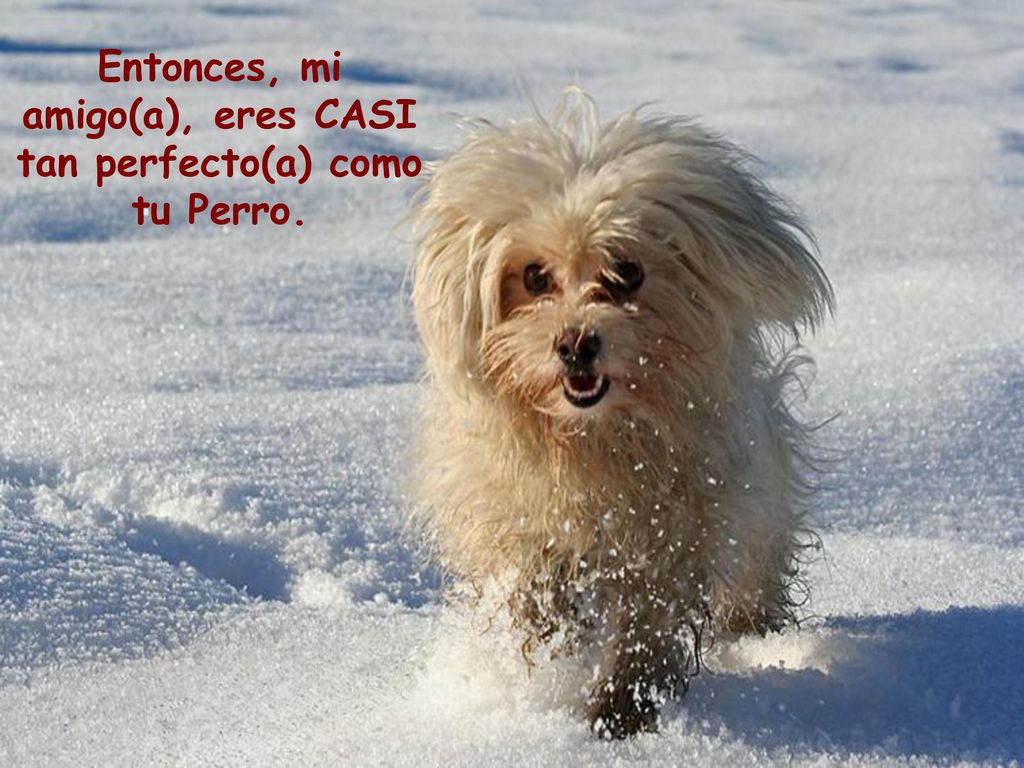 Entonces, mi amigo(a), eres CASI tan perfecto(a) como tu Perro.