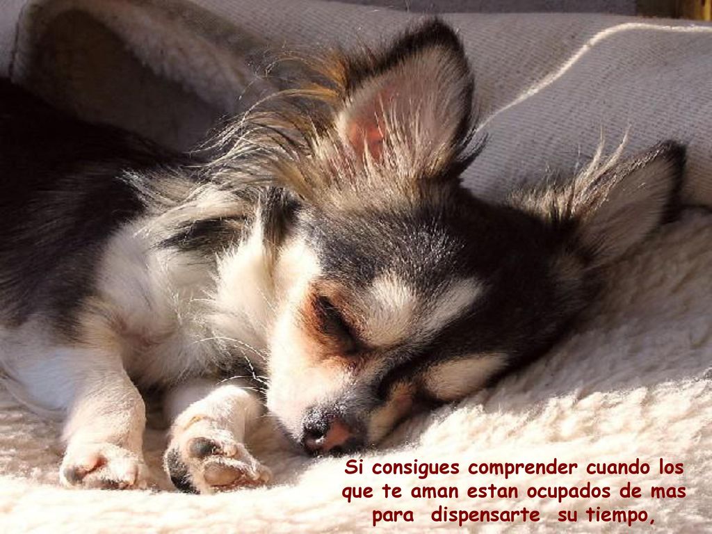 Si consigues comprender cuando los que te aman estan ocupados de mas para dispensarte su tiempo,