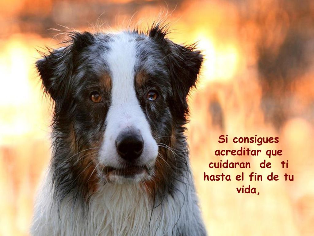 Si consigues acreditar que cuidaran de ti hasta el fin de tu vida,