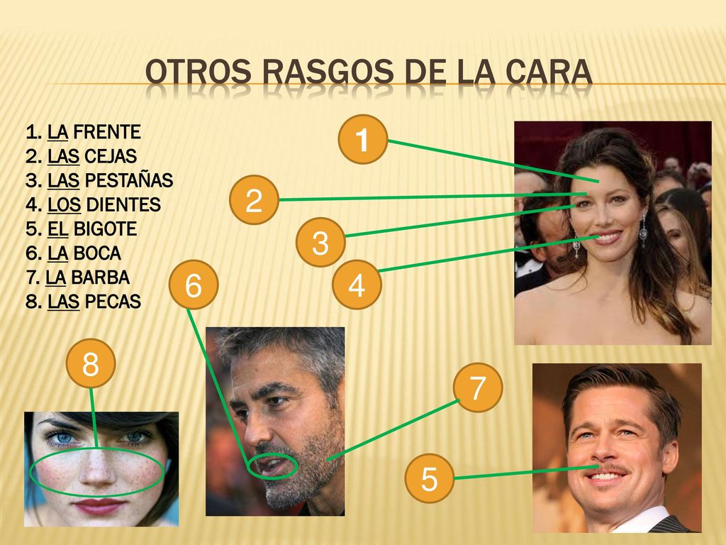 OTROS RASGOS DE LA CARA LA FRENTE 2. LAS CEJAS