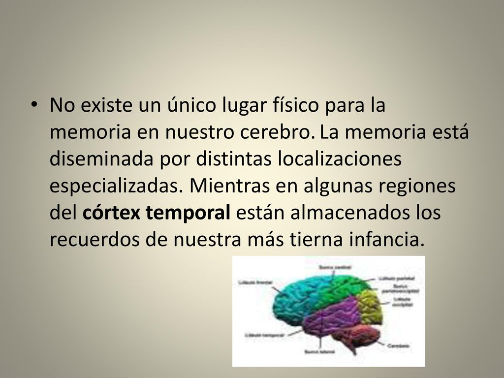 No existe un único lugar físico para la memoria en nuestro cerebro
