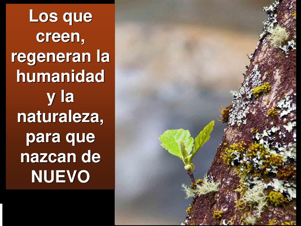 Los que creen, regeneran la humanidad y la naturaleza, para que nazcan de NUEVO