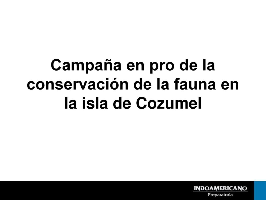Campaña en pro de la conservación de la fauna en la isla de Cozumel