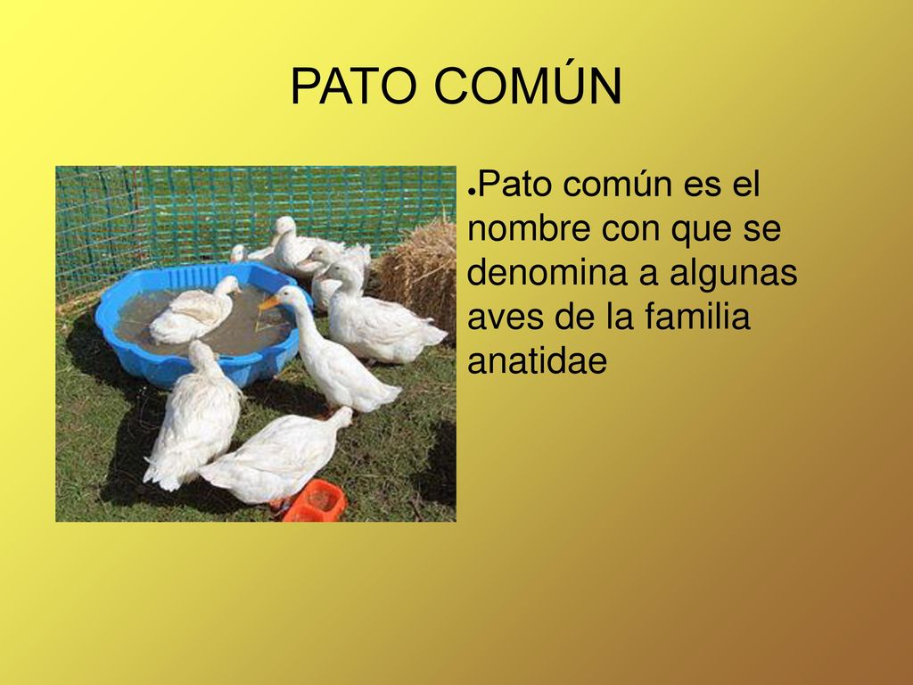 PATO COMÚN Pato común es el nombre con que se denomina a algunas aves de la familia anatidae