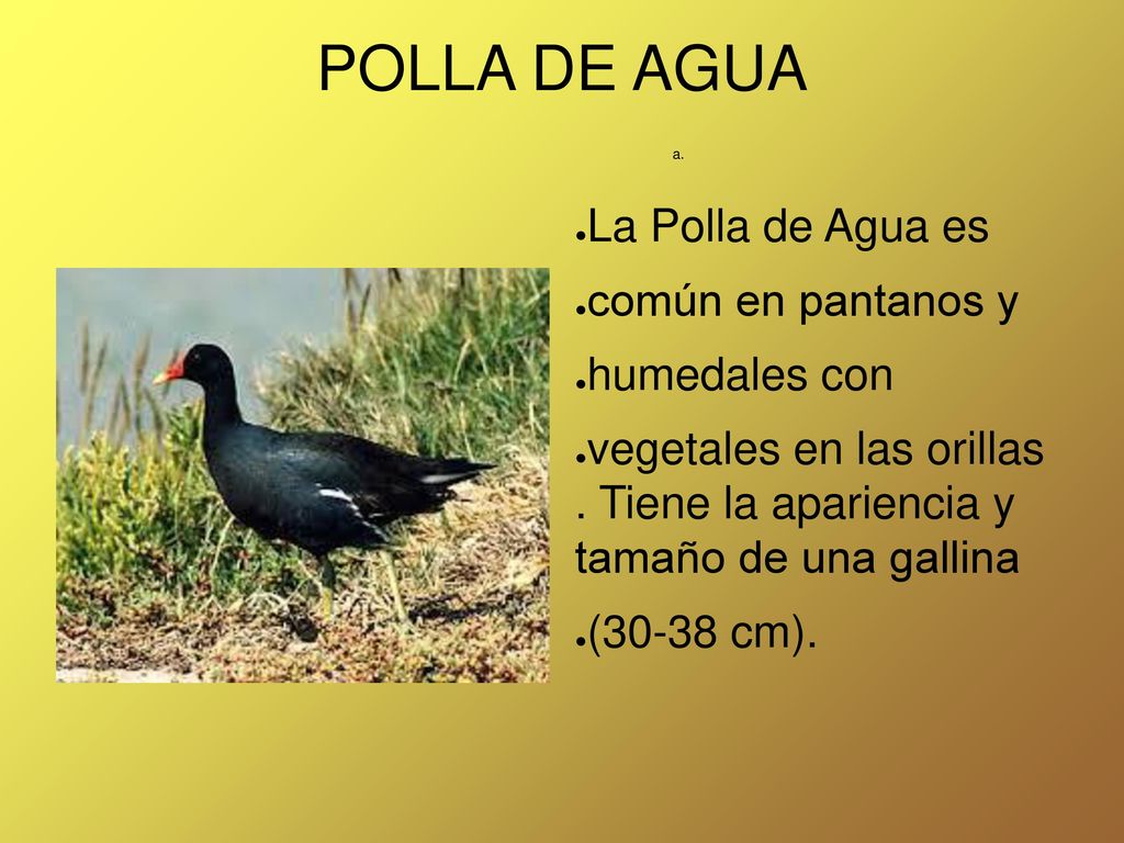 POLLA DE AGUA La Polla de Agua es común en pantanos y humedales con