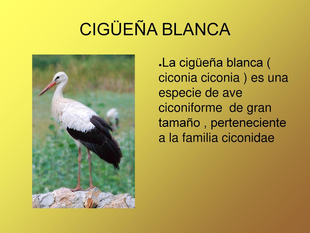 CIGÜEÑA BLANCA La cigüeña blanca ( ciconia ciconia ) es una especie de ave ciconiforme de gran tamaño , perteneciente a la familia ciconidae.