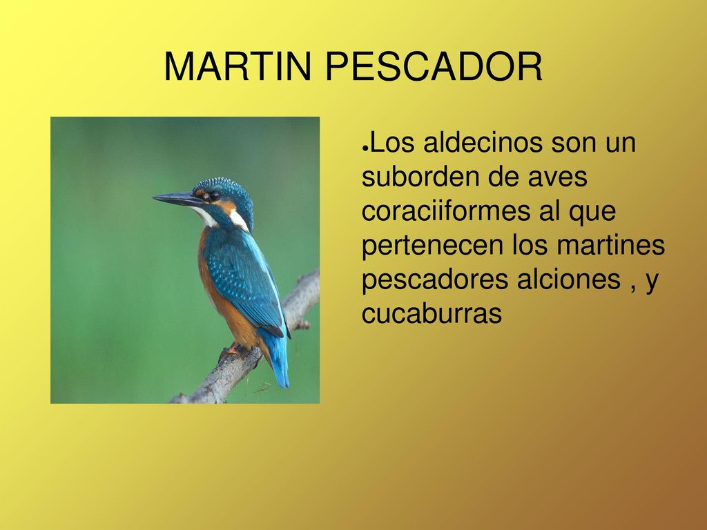 MARTIN PESCADOR Los aldecinos son un suborden de aves coraciiformes al que pertenecen los martines pescadores alciones , y cucaburras.