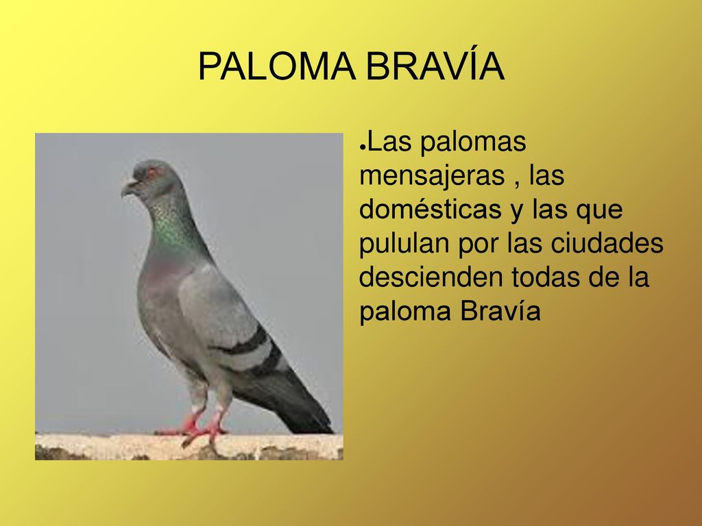 PALOMA BRAVÍA Las palomas mensajeras , las domésticas y las que pululan por las ciudades descienden todas de la paloma Bravía.