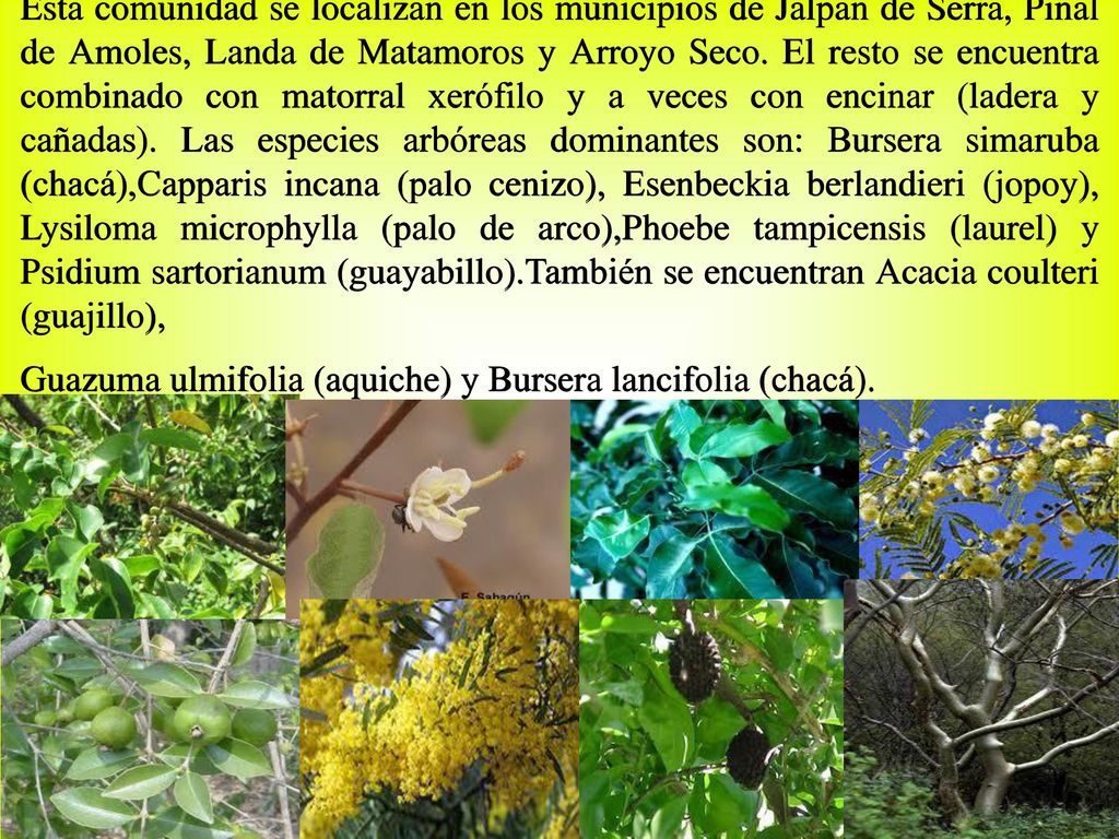 Esta comunidad se localizan en los municipios de Jalpan de Serra, Pinal de Amoles, Landa de Matamoros y Arroyo Seco. El resto se encuentra combinado con matorral xerófilo y a veces con encinar (ladera y cañadas). Las especies arbóreas dominantes son: Bursera simaruba (chacá),Capparis incana (palo cenizo), Esenbeckia berlandieri (jopoy), Lysiloma microphylla (palo de arco),Phoebe tampicensis (laurel) y Psidium sartorianum (guayabillo).También se encuentran Acacia coulteri (guajillo),