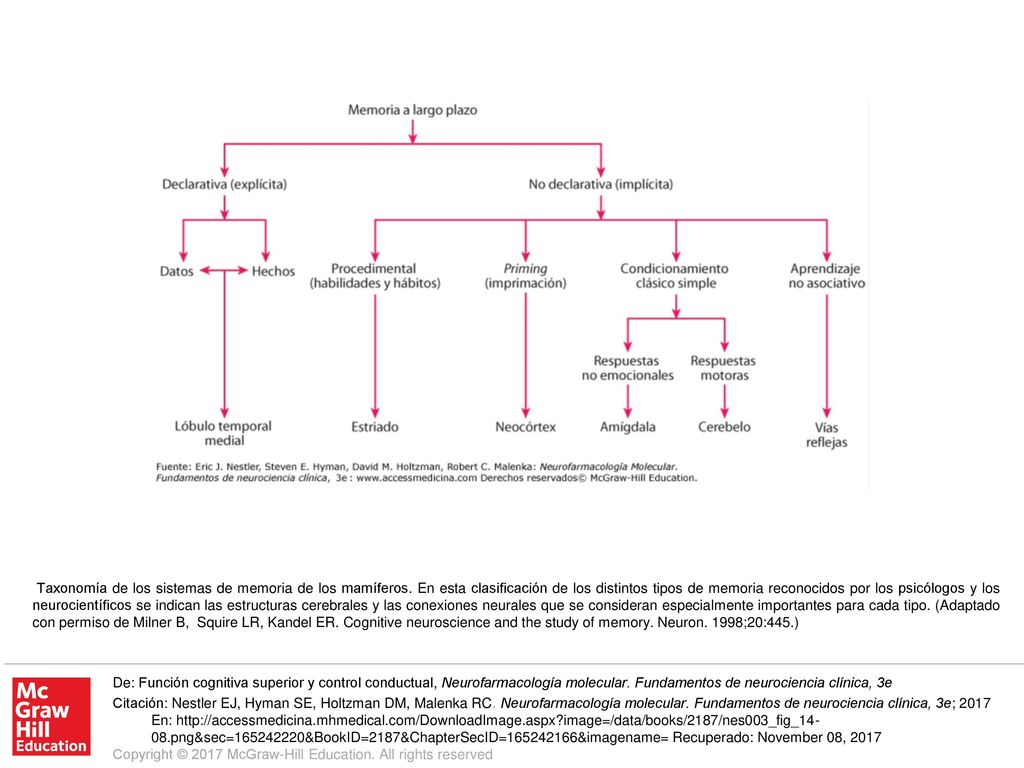 Taxonomía de los sistemas de memoria de los mamíferos