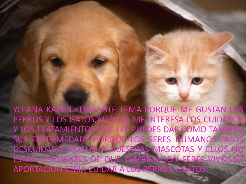YO ANA KAREN ELEGI ESTE TEMA PORQUE ME GUSTAN LOS PERROS Y LOS GATOS,ADEMAS ME INTERESA LOS CUIDADOS Y LOS TRATAMIENTOS QUE LES PUEDES DAR,COMO TAMBIEN SUS ENFERMEDADS PORQUE LOS SERES HUMANOS EMOS DESCUIDADO MUCHO A NUESTRAS MASCOTAS Y ELLOS NO ESTAN CONSIENTES DE QUE TAMBIEN SON SERES VIVOS.MI APORTACION SERIA CUIDAR A LOS PERROS Y GATOS.