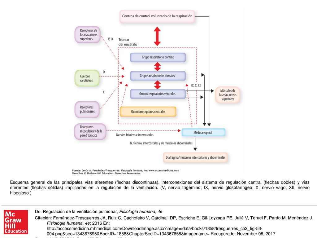 Esquema general de las principales vías aferentes (flechas discontinuas), interconexiones del sistema de regulación central (flechas dobles) y vías eferentes (flechas sólidas) implicadas en la regulación de la ventilación. (V, nervio trigémino; IX, nervio glosofaríngeo; X, nervio vago; XII, nervio hipogloso.)