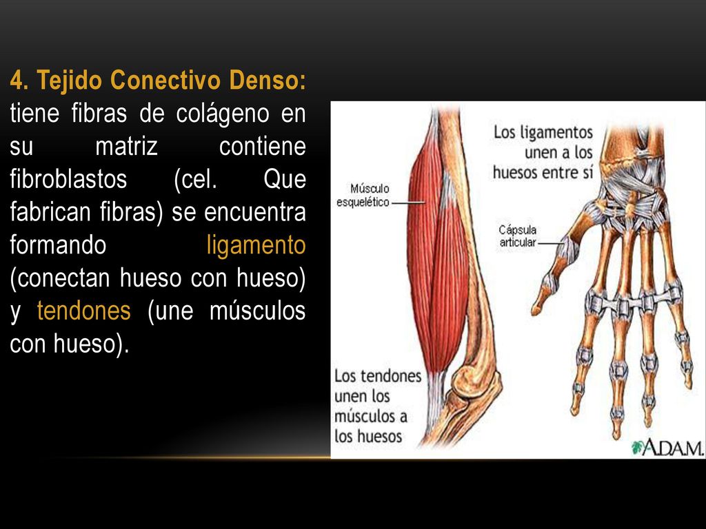 4. Tejido Conectivo Denso: tiene fibras de colágeno en su matriz contiene fibroblastos (cel.