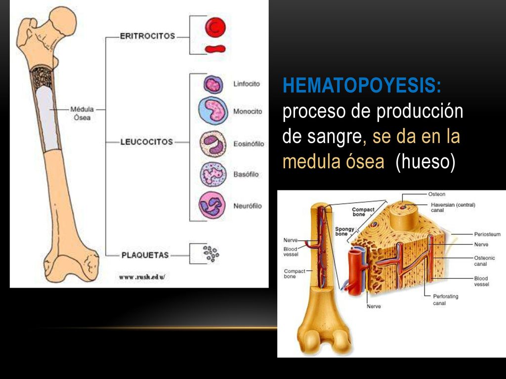 Hematopoyesis: proceso de producción de sangre, se da en la medula ósea (hueso)