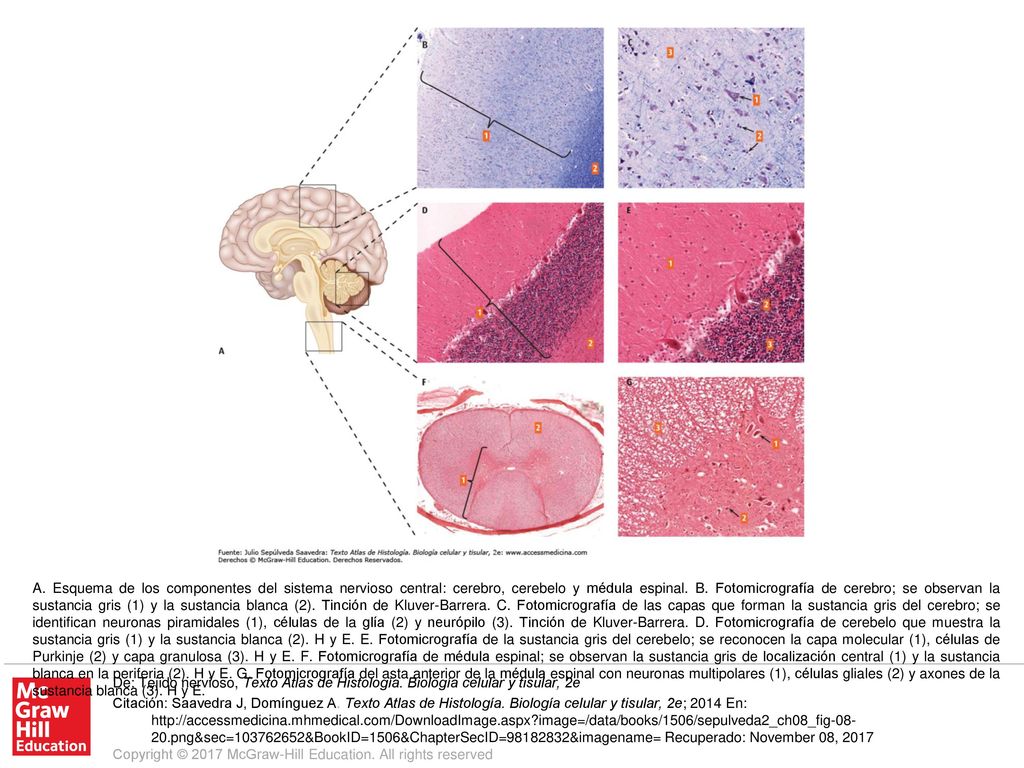 A. Esquema de los componentes del sistema nervioso central: cerebro, cerebelo y médula espinal. B. Fotomicrografía de cerebro; se observan la sustancia gris (1) y la sustancia blanca (2). Tinción de Kluver-Barrera. C. Fotomicrografía de las capas que forman la sustancia gris del cerebro; se identifican neuronas piramidales (1), células de la glía (2) y neurópilo (3). Tinción de Kluver-Barrera. D. Fotomicrografía de cerebelo que muestra la sustancia gris (1) y la sustancia blanca (2). H y E. E. Fotomicrografía de la sustancia gris del cerebelo; se reconocen la capa molecular (1), células de Purkinje (2) y capa granulosa (3). H y E. F. Fotomicrografía de médula espinal; se observan la sustancia gris de localización central (1) y la sustancia blanca en la periferia (2). H y E. G. Fotomicrografía del asta anterior de la médula espinal con neuronas multipolares (1), células gliales (2) y axones de la sustancia blanca (3). H y E.