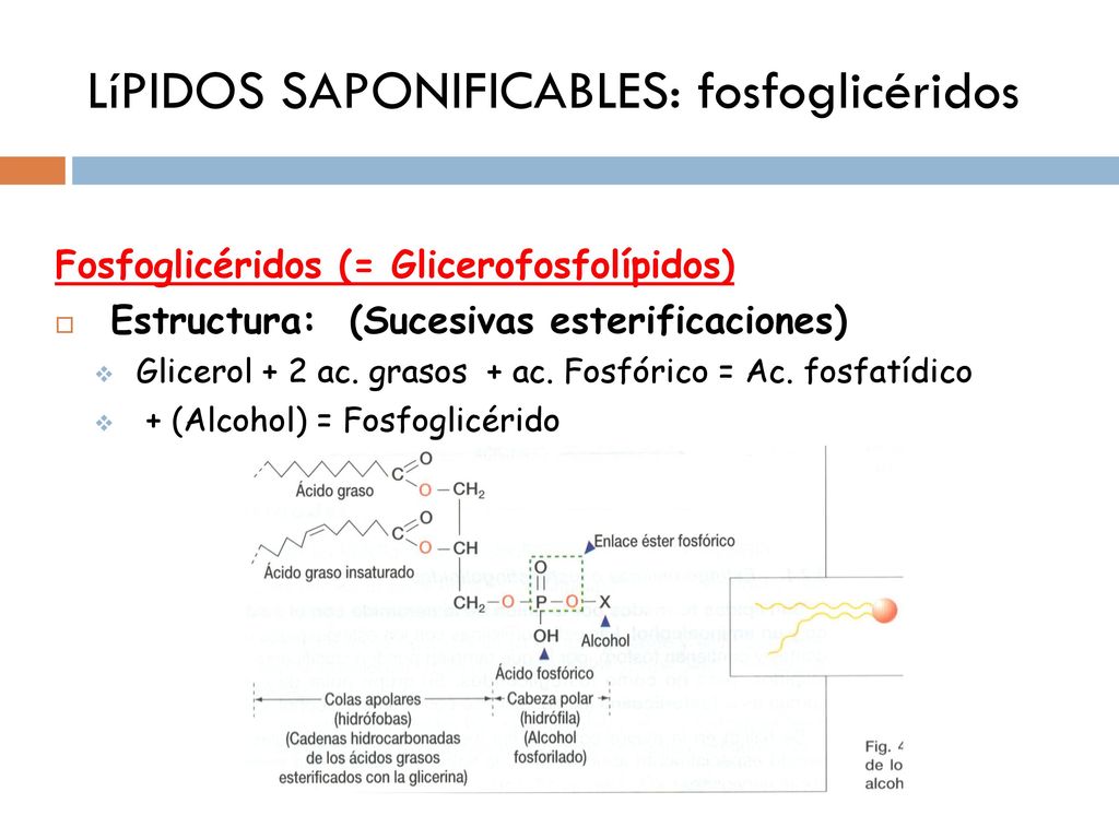 LíPIDOS SAPONIFICABLES: fosfoglicéridos