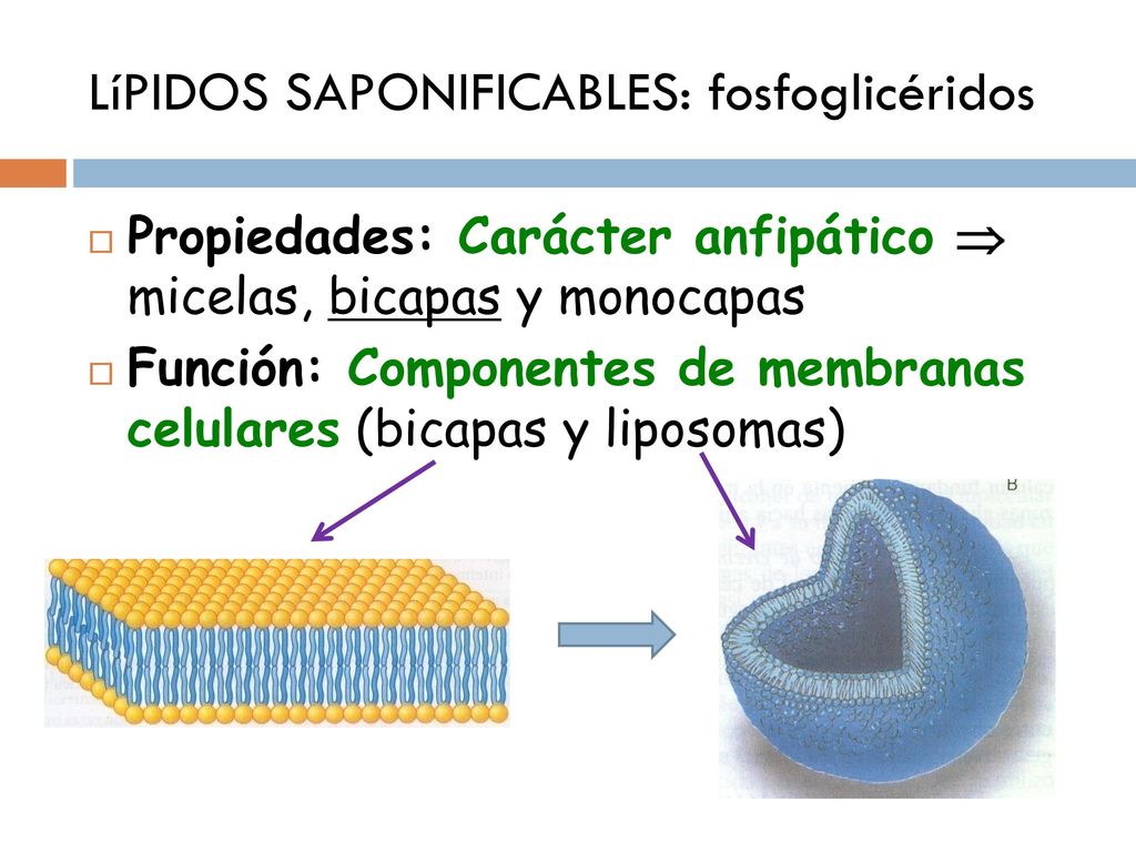 LíPIDOS SAPONIFICABLES: fosfoglicéridos