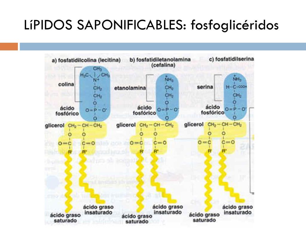 LíPIDOS SAPONIFICABLES: fosfoglicéridos