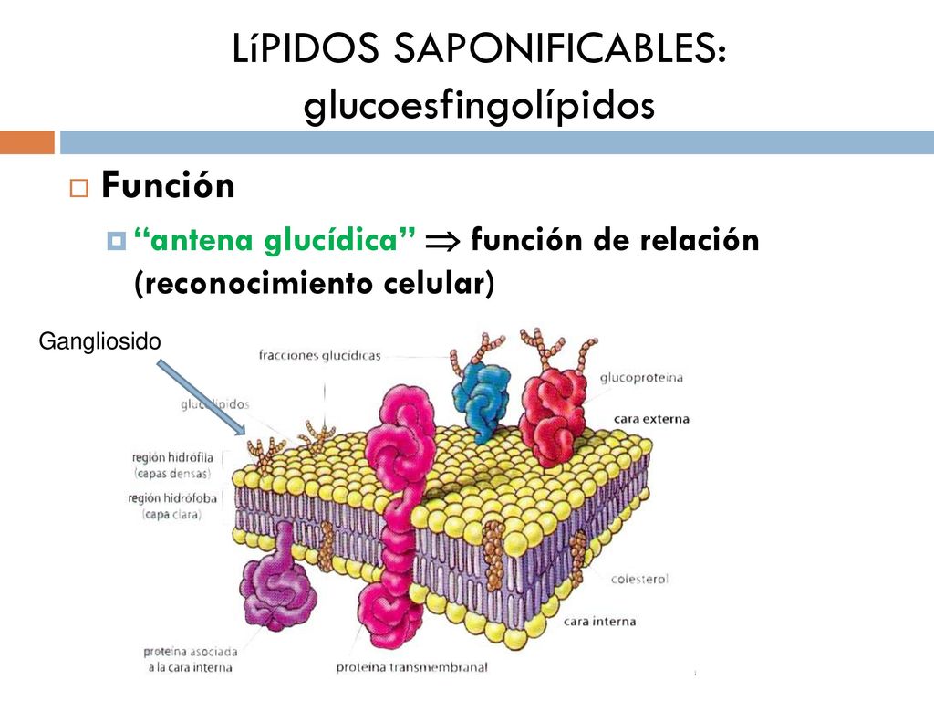 LíPIDOS SAPONIFICABLES: glucoesfingolípidos