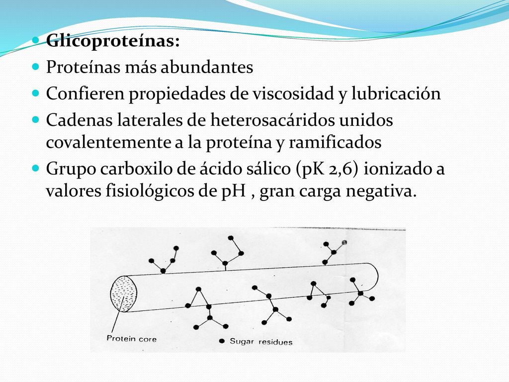 Glicoproteínas: Proteínas más abundantes. Confieren propiedades de viscosidad y lubricación.