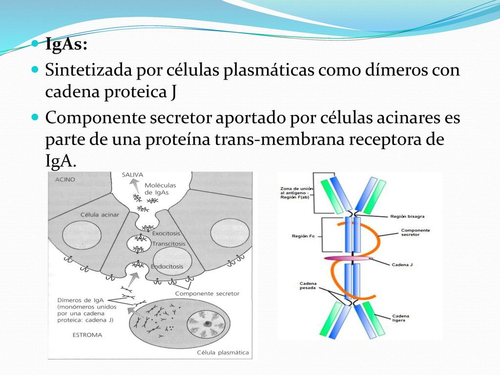 IgAs: Sintetizada por células plasmáticas como dímeros con cadena proteica J.